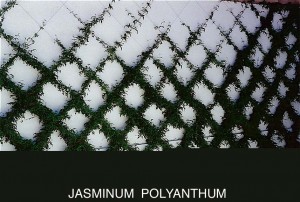 Jasminum polyanthum